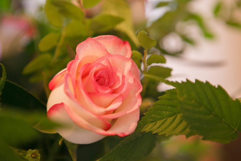 208-forestrycenterweddingportland