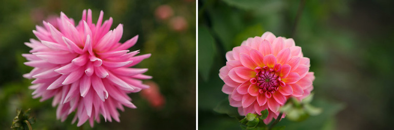 091-DundeeOregonPhotographer