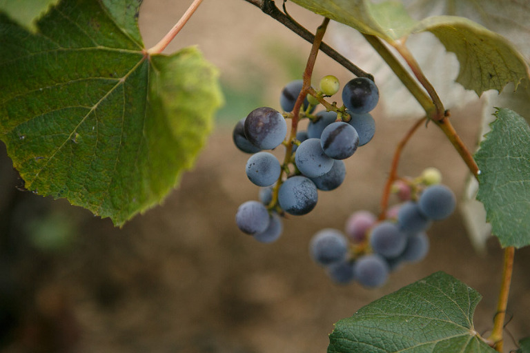 096-DundeeOregonPhotographer