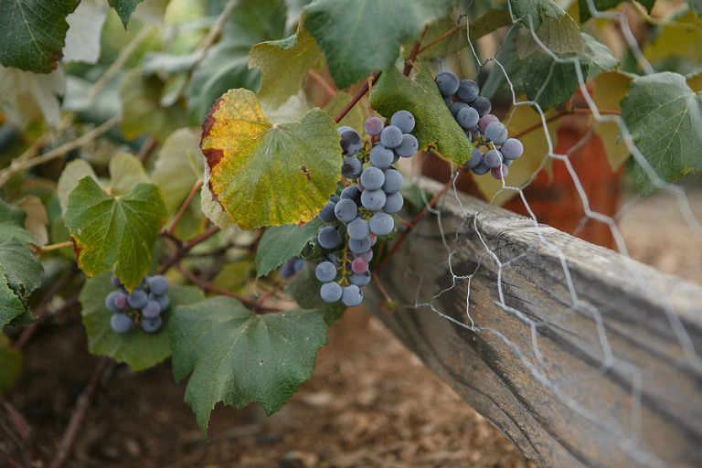 097-DundeeOregonPhotographer