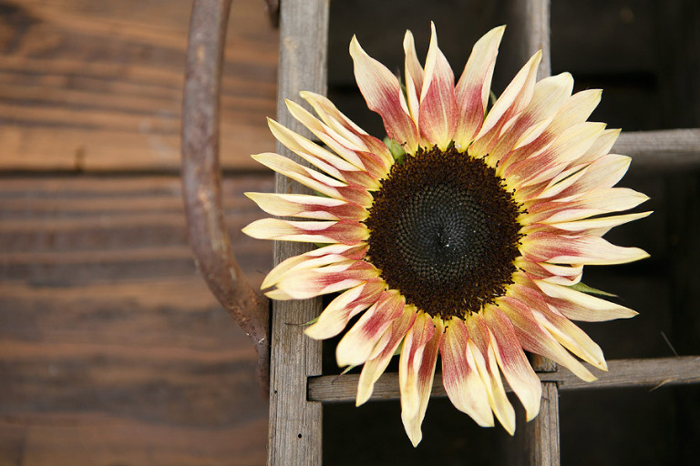 123-DundeeOregonPhotographer