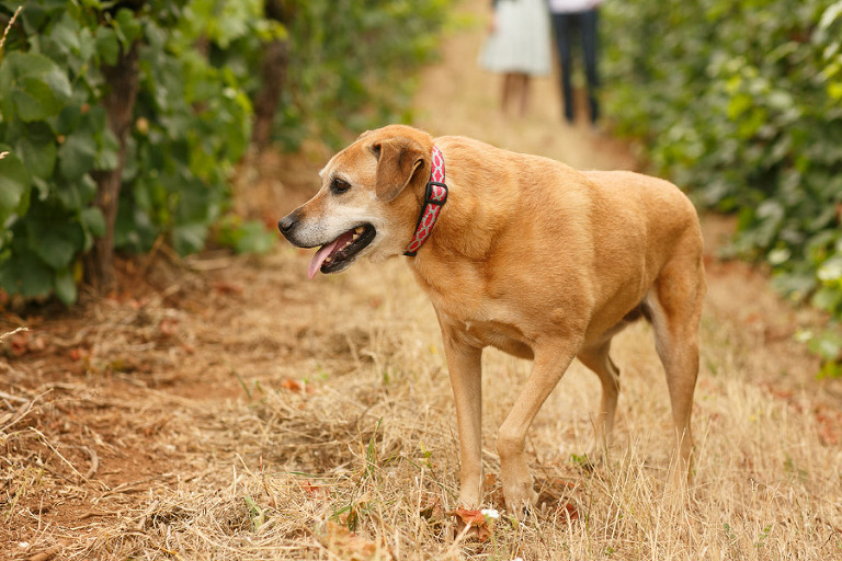 005-DundeeOregonPhotographer